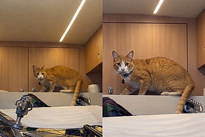 “Sequestrado sem querer”: gatinho viaja quase mil km escondido em van.