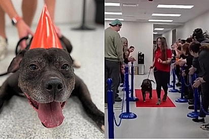 Após sete anos de espera, pitbull encontra família e é aplaudido por voluntários ao deixar o abrigo.
