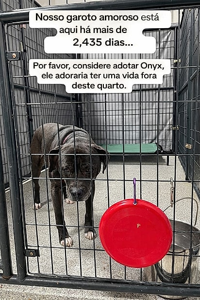 Onyx esperou sete anos por um lar — e finalmente saiu do abrigo sob aplausos e muito amor. Tradução por IA.