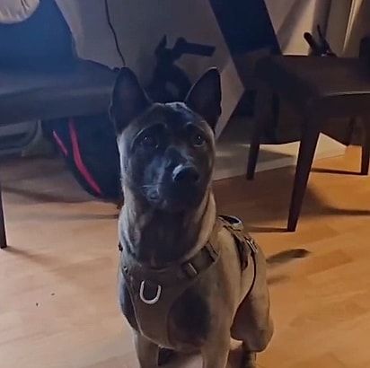 Sharky foi devolvido por ser cheio de energia.