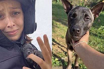 Após seis meses do resgate, cachorro é adotado, mas quatro meses depois voluntária recebe triste notícia.