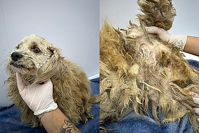 Poodle Solange passa por transformação após resgate complexo no final de ano