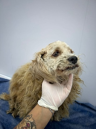 A cachorrinha foi resgatada um dia após o feriado de natal.