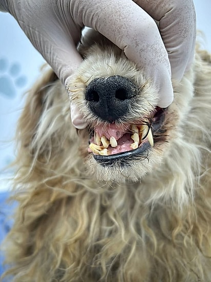 Solange é idosa e apresentou doença periodontal em grau três. 