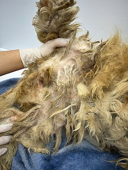 A cachorrinha estava com os pelos sujos e embolados.