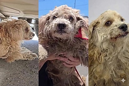 Poodle Solange passa por transformação após resgate complexo no final de ano