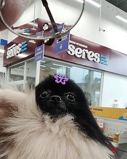 A cachorrinha tentava manter distância.