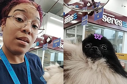 Cadela Spitz é flagrada ‘esnobando’ funcionária de pet shop e web cai na risada