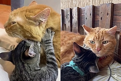 “Isso não é um gato, é uma mãe”: Mike surpreende ao cuidar de filhotes como se fossem seus.