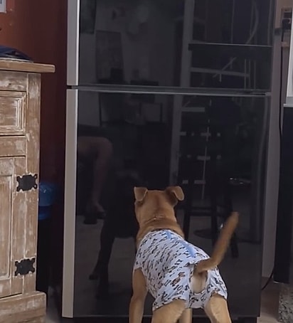 José latindo para o próprio reflexo.