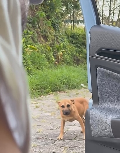 O cãozinho apareceu no portão da casa às 5:30 da manhã.