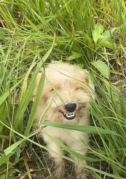 O cachorro reagiu com medo e agressividade.