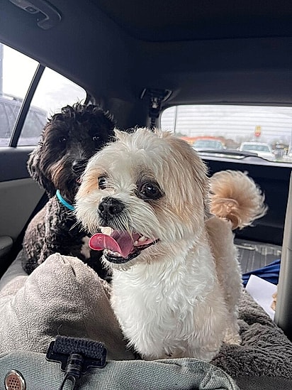 Eddy revelou que é um cão brincalhão, amoroso e adora a companhia de crianças e outros animais.