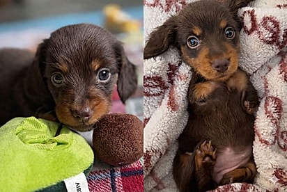 Conheça Matilda, a salsichinha que perdeu as patas e encanta ao mostrar alegria, energia e vontade de viver.