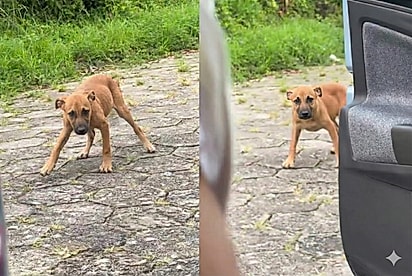 Filhote aparece em portão de madrugada e acaba virando “herdeiro”