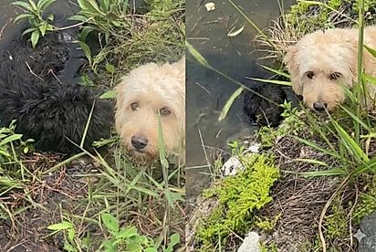 Homem acredita que cão encontrado submerso já estava sem vida, até que um pequeno movimento muda seu destino