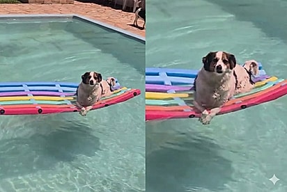 Avô prepara surpresa para cão e pet fica eufórico com o novo acessório.