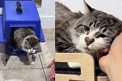 ONG mostra a chegada de dois gatos ao novo lar