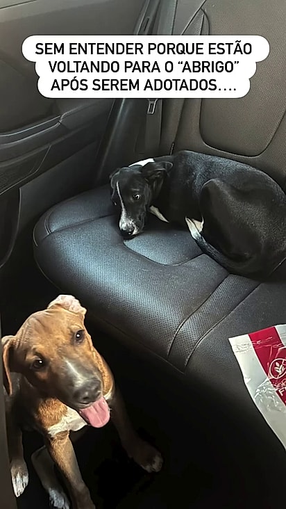 A dupla continua disponível para adoção.
