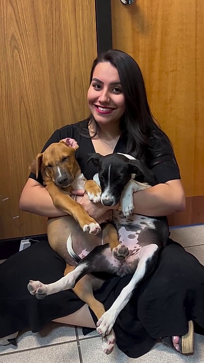 Os cães foram devolvidos 2 dias antes do Natal.