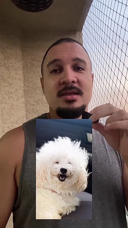 O cãozinho estava completamente peludo.