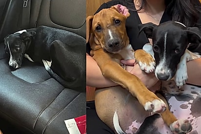 “Eles não entendem por que estão voltando para o abrigo”: cães adotados juntos são devolvidos dois dias antes do feriado