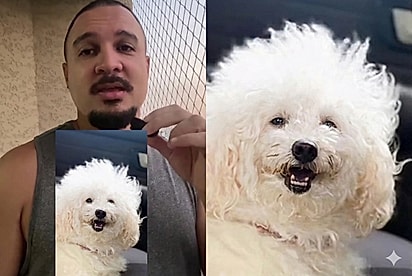 Os porteiros estão zoando meu cachorro: Cão poodle vai todo bonito para petshop e volta completamente diferente