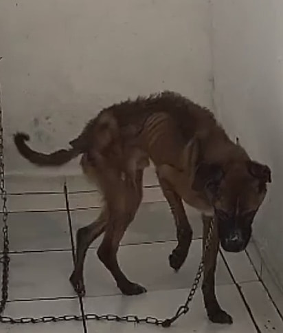 O cachorro vivia em condições insalubres.