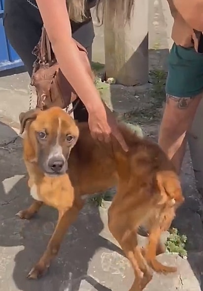 Costelinha foi resgatado. 