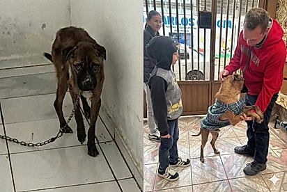Cachorro resgatado após viver acorrentado emociona ao ganhar final feliz