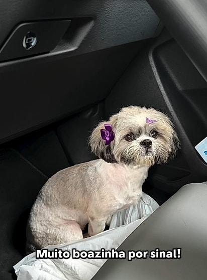 Após o resgate, banho e tosa marcaram sua transformação.