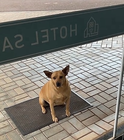 A cadela caramelo que faz a segurança do hotel.