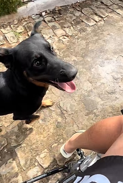 O cão parecia empolgado em acompanhar a moto.