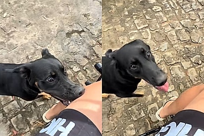 “Primeiro emprego”: cão tenta correr atrás de motoqueiro, mas parece ficar indeciso