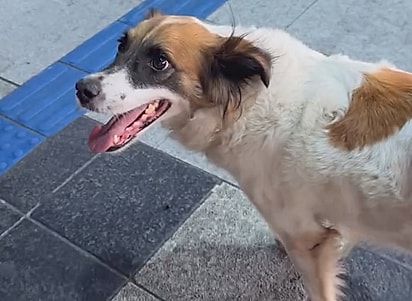 A cachorrinha havia sido abandonada no aeroporto.