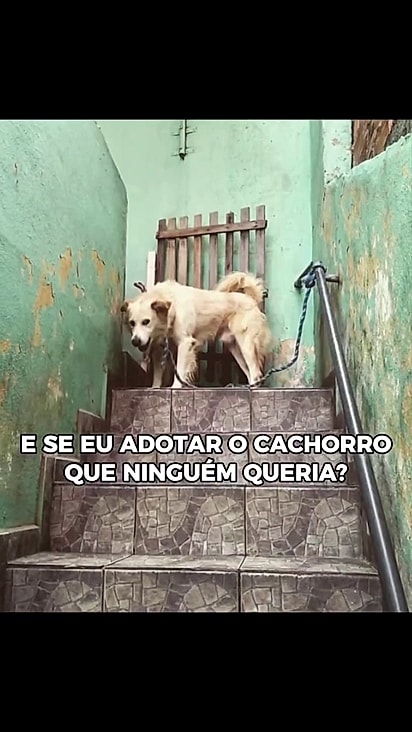 O cão vivia acorrentado em um espaço minúsculo.