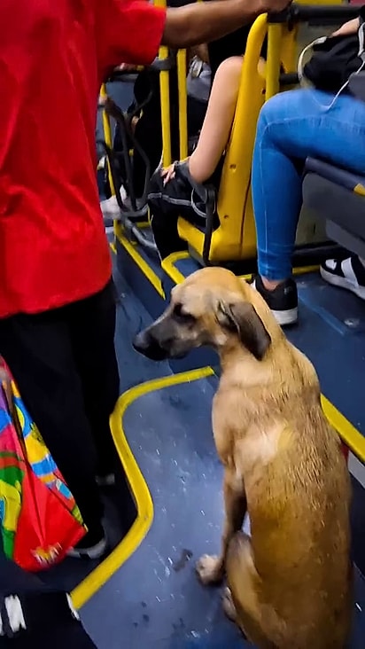 O caramelo subiu no transporte coletivo para fugir da chuva.