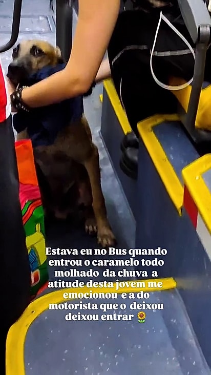 O animal ficou parado e apreciou a gentileza.