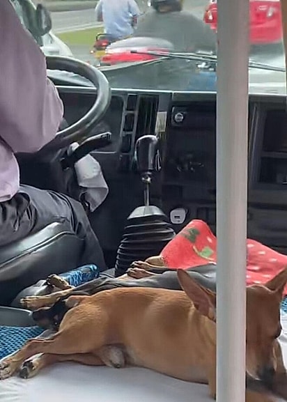 Os cães estão aproveitam o dia ao lado do tutor.