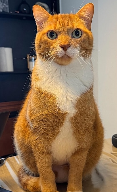 Lenine é um gatinho muito carinhoso e protetor.