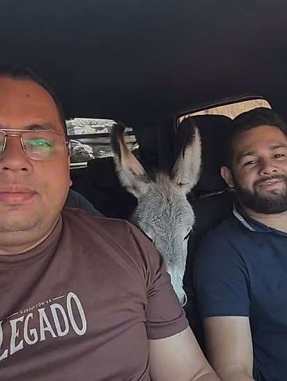Os amigos colocaram a jumentinha no carro.