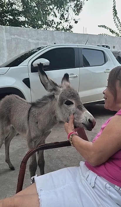 A jumentinha foi bem aceita pela família.