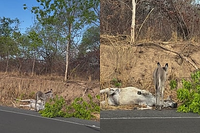 O filhote estava ao lado do corpo da mãe.