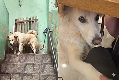 O cão que ninguém queria: Moça decide dar uma chance para vira-lata devolvido 4 vezes e descobre o melhor companheiro