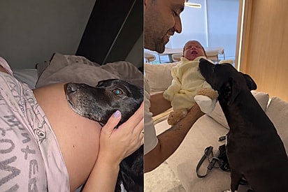 “Ele me viu virar mãe”: Cachorro emociona ao mostrar lealdade após chegada do bebê.