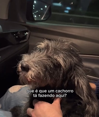 A cachorrinha foi resgatada da Marginal Tietê e ganhou uma nova chance de viver.