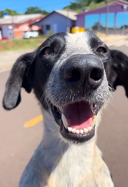 O cachorro estava muito animado.