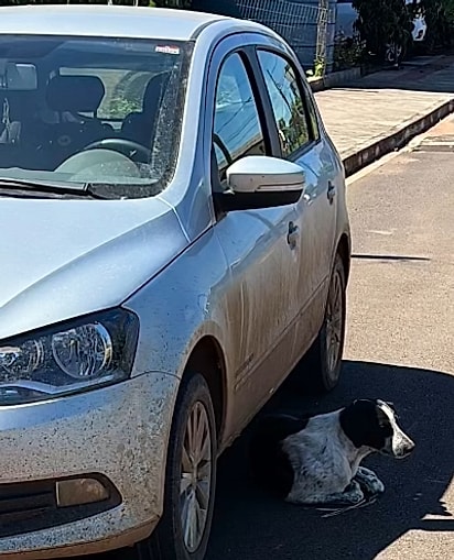 O cão apareceu ao lado do carro.