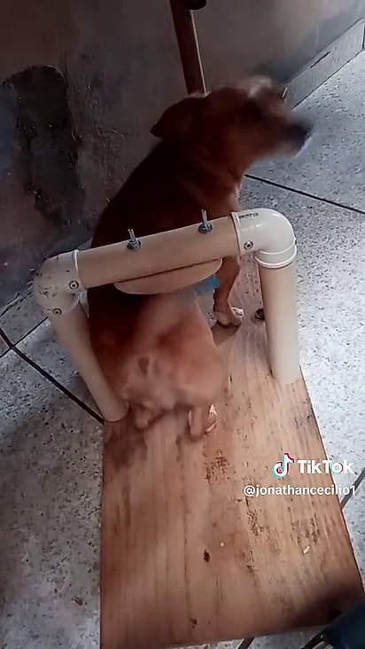 O caramelo não precisa de ajuda para coçar as costas.