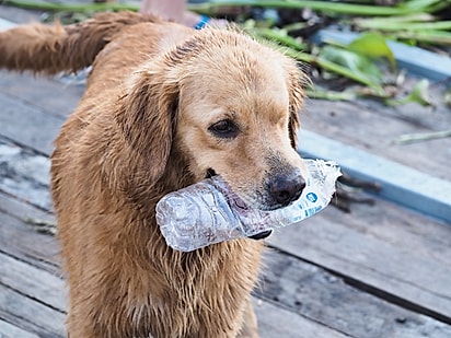 Cães adoram garrafas pet.